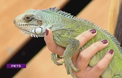 11 Mar 2017 - Iguana