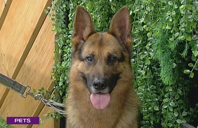  German Shepherd - 25 Mar 2017