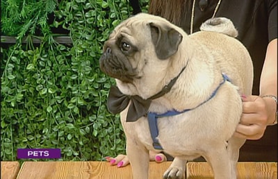 10 Jun 2017 - Maria Zinnetian - Pug