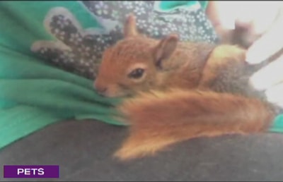 Squirrels - 01 Jul 2017