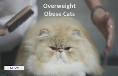 29 Jul 2017 Fat And Obese Cats