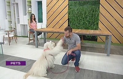 علي شحادة - Adopted Dogs