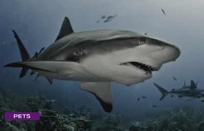 Nadine Mazloum - Sharks
