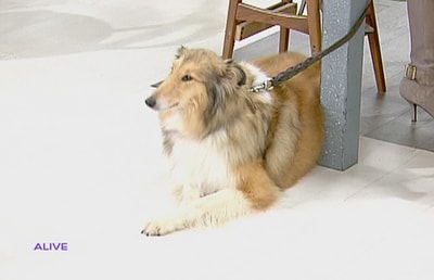Rough Collie Breed - 13 Jan 2018