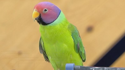 Plum Headed Parakeet - 03 Feb 2018