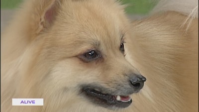 10 Feb 2018 - نور نصار - Pomeranian Dog 
