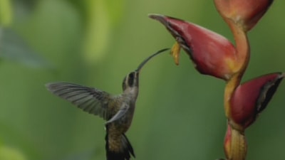 Heliconia