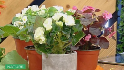 Edible Flowers