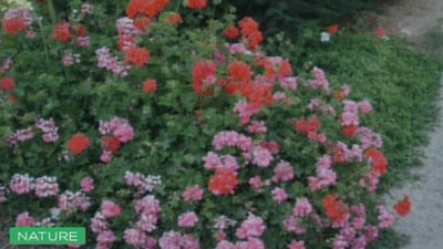 Geranium