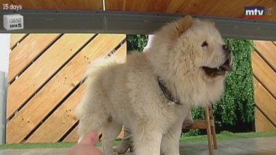 21 Apr 2018 - ليزا خضر - Chow Chow 
