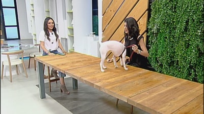 Jack Russel Terrier - 09 Jun 2018