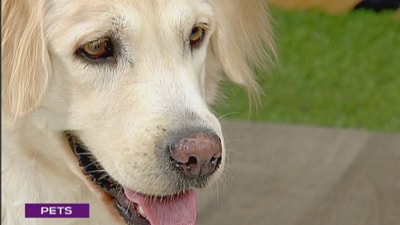 Jane Atallah - Golden Retriever