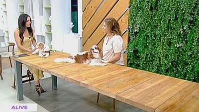Cavalier King Charles
