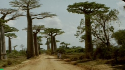 BAOBAB  - 04 Sep 2018