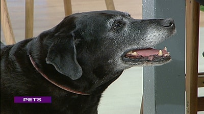 Serah Barakat - Labrador Retriever