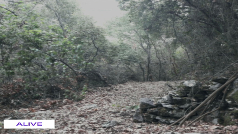 Mountain trees