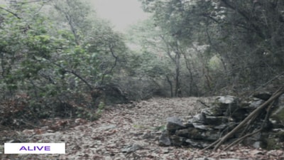 Mountain trees