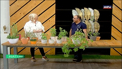 Aromatic plants