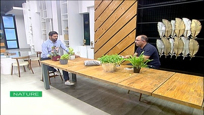 Indoor Plants