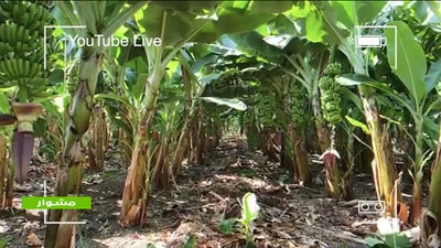 Agriculture in Lebanon