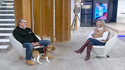 Hovik - Beagle Breed Lucky