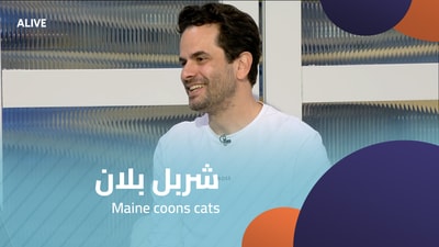 Charbel Ballan - Maine coons cats