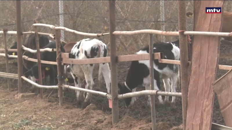 النشرة الكاملة