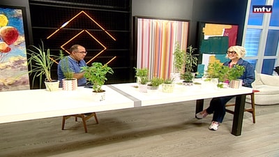 Aromatic plants