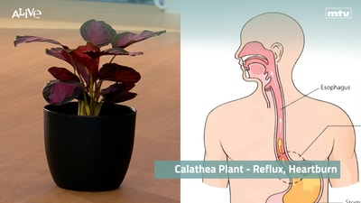 Calathea Plant - Reflux, Heartburn