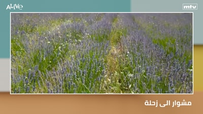 A trip to Zahle