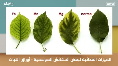 Nutritional benefits and features of some seasonal herbs - Plant leaves