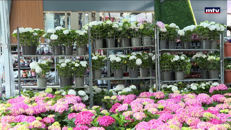 النشرة الكاملة