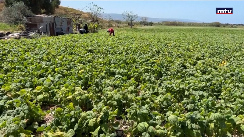 النشرة الكاملة