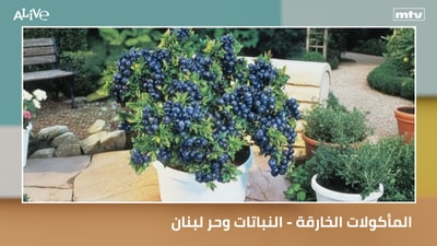 Superfoods - Plants and the Lebanese Heat: Secrets of Survival and Care - Person of the Day: Larry David - Video of the Day