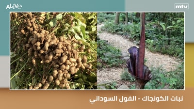 Konjac plant - Peanut