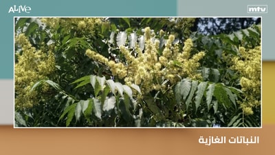 Invasive plants