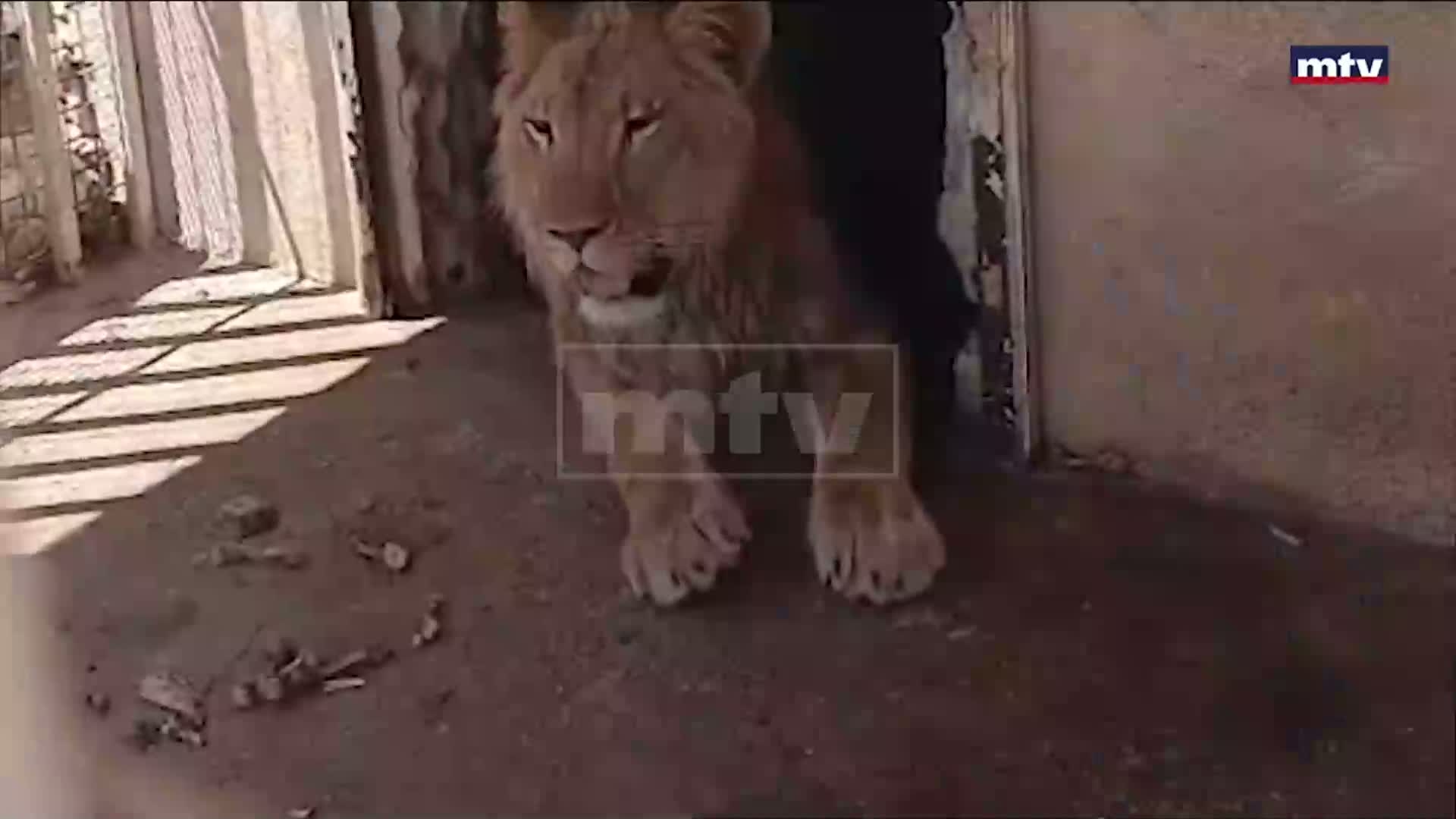 الحيوانات البرية في لبنان