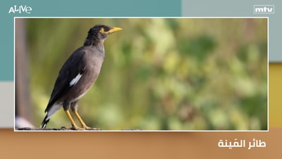 Myna bird - Frozen yogurt: a dessert or a healthy option?