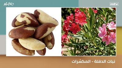 Oleander - Nuts