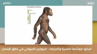 Seeds: Health Benefits and Risks - Animal Protein in Human Evolution