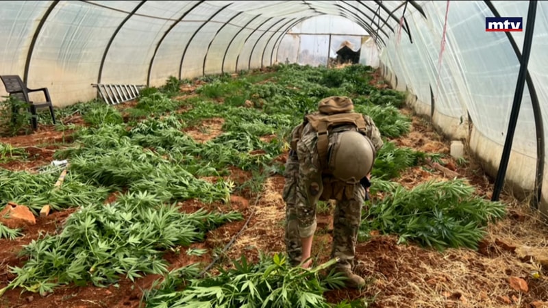 النشرة الكاملة