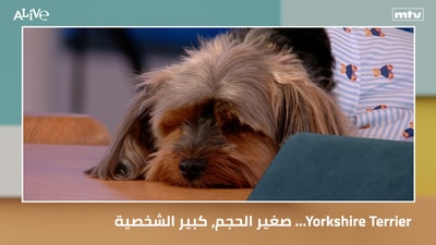 Yorkshire Terrier... small in size, big in personality