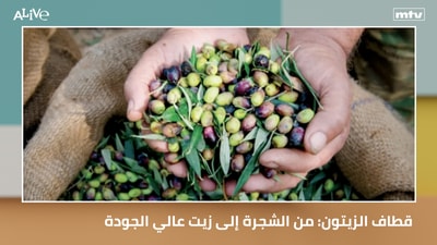 Olive Harvesting: From Tree to High-Quality Oil