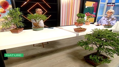 Bonsai