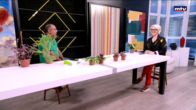 Viewer questions