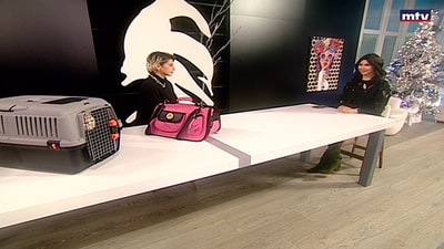Nour Khodor - Cats for adoption