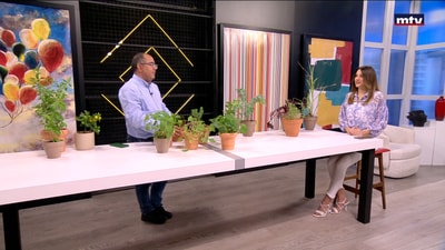 Aromatic plants