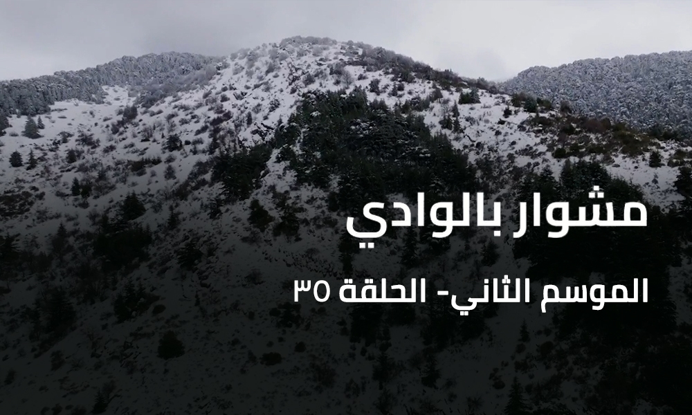 A Trip to the Valley - Barouk Forests