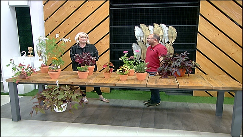 Summer Flowering Plants