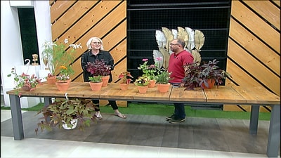 Summer Flowering Plants
